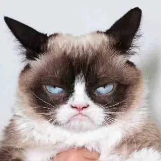 😠 Grumpy Cat gato rabugento, gato, meme, rabugento, animal, meme da internet whatsapp sticker