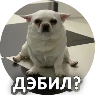 😕 ДЭБИЛ? cane, chihuahua, insulto, offensivo, russo whatsapp sticker