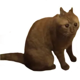 😦 kucing, sedih, hewan, peliharaan, meme telegram sticker
