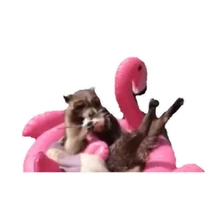 Habēmus más Raccoon telegram stickers
