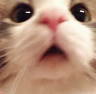 🐱 cat, shocked, surprised, animal, pet telegram sticker