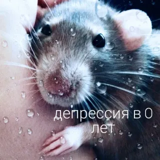 😓 депрессия в 0 лет rat, dépression, triste, animal, mème telegram sticker