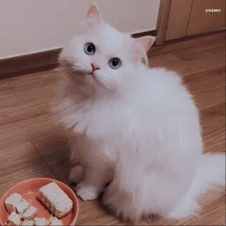 wisya's cat telegram stickers