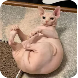 🐱 猫, スフィンクス, 無毛猫, ペット, 動物 whatsapp sticker