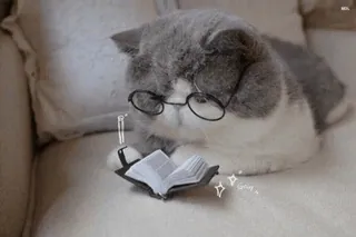 🤓 chat, lecture, livre, lunettes, mignon, animal, chat domestique telegram sticker