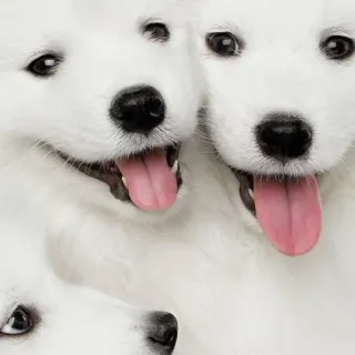 ❤️ Hund, Welpe, süß, weiß, Tier, Samojede telegram sticker