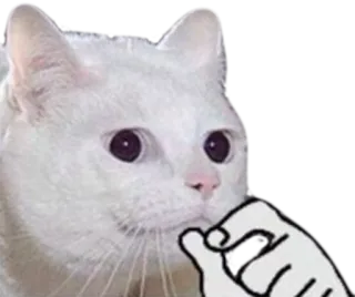 🤔 cat, meme, funny, pet telegram sticker