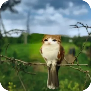 👍 chat, oiseau, hybride, animal, nature, mignon, drôle, créature telegram sticker