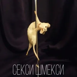 😍 СЕКСИ ШМЕКСИ souris, pole dance, drôle, animal, taxidermie telegram sticker
