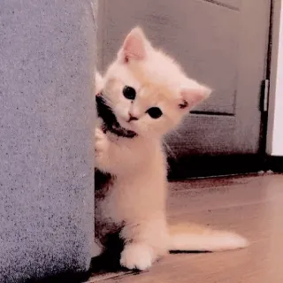 🥺 mèo con, mèo, dễ thương, thú cưng, động vật, nhìn trộm telegram sticker