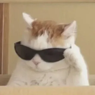 ⭐️ mèo, kính râm, ngầu, động vật, thú cưng telegram sticker
