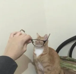 😎 猫, メガネ, ペット, 動物, オレンジ猫 telegram sticker