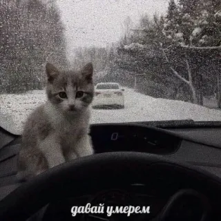 😃 давай умрем Katze, Auto, traurig, Kätzchen, Winter, russisch, Tod telegram sticker