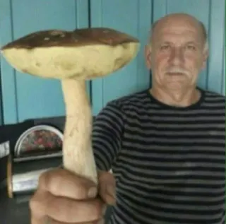 🤨 Pilz, Mann, Pilz, Großer Pilz telegram sticker
