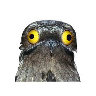 😐 chim, cú mèo, động vật, động vật hoang dã, mắt telegram sticker
