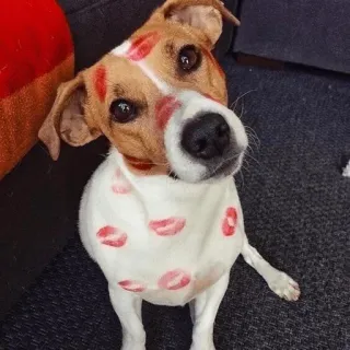 💋 собака, следы поцелуев, губы, домашнее животное, милый, животное telegram sticker