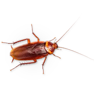 🐞 owad, karaluch, robak, szkodnik, brązowy telegram sticker