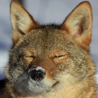 😑 coyote, animal, mammal, wildlife, winter, snow telegram sticker