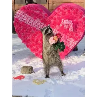 💝 Waschbär, Blumen, Herz, Valentinstag, Tier, süß telegram sticker