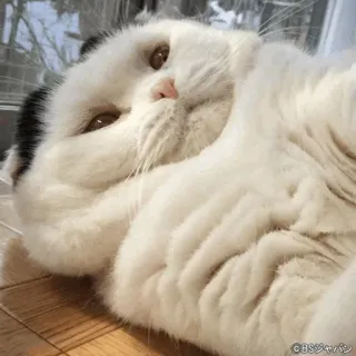 🐱 ©BSジャパン kucing, hewan peliharaan, hewan, imut, kucing domestik, felin telegram sticker