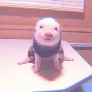 🐽 pig, animal, cute, pet telegram sticker
