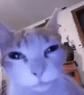 😐 cat, meme, animal, funny, cute whatsapp sticker