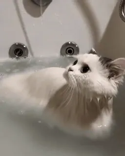 😽 cat, bath, pet, animal, water, domestic cat telegram sticker