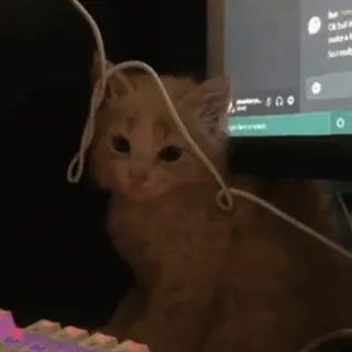 🥺 gato, gatinho, animal, animal de estimação, fofo, doméstico telegram sticker