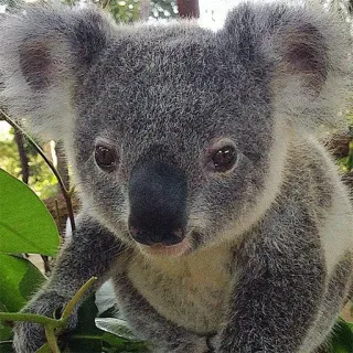 🐨 koala, animal, wildlife, mammal, australia, cute telegram sticker