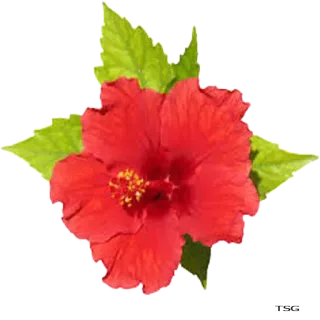 🌺 hibisco, flor, flor vermelha, tropical, planta, folha telegram sticker