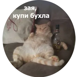 🍺 зая, купи бухла kat, alcohol, drank, fles, bank, huisdier whatsapp sticker