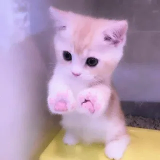 🐈 kitten, cat, cute, animal, pet telegram sticker
