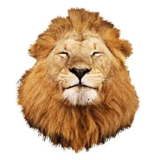 😎 лев, животное, дикая природа, грива, млекопитающее, хищник telegram sticker