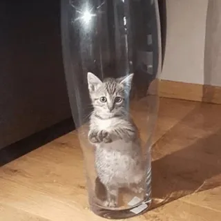 😐 chat, chaton, verre, vase, animal, animal de compagnie, mignon whatsapp sticker