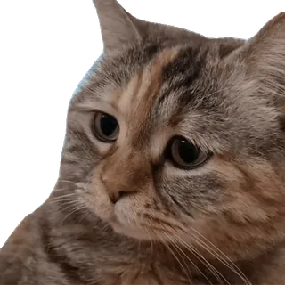 😓 cat, pet, animal, feline, cute, domestic telegram sticker