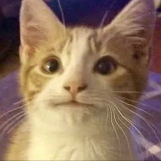 😐 cat, animal, pet, cute, feline, domestic cat telegram sticker