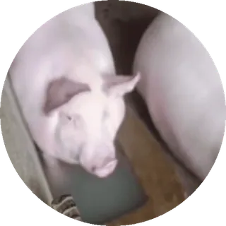 ⛲ Schwein, Tier, Bauernhof, Vieh, Säugetier, Haustier telegram sticker