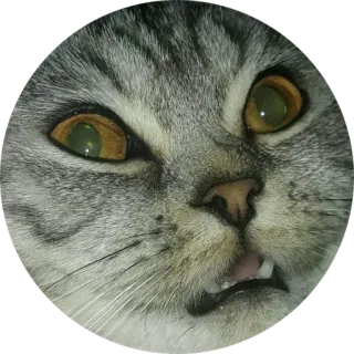 😳 gato, animal, mascota, meme, divertido, tonto telegram sticker