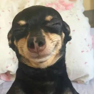 🙂 perro, dormilón, lindo, animal, mascota telegram sticker