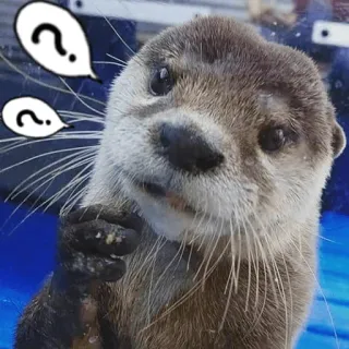 🤨 loutre, animal, mignon, point d'interrogation, confus, mammifère telegram sticker