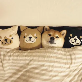 🐶 Hund, Welpe, Shiba Inu, Kissen, süß, Tiere telegram sticker