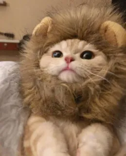 😻 gato, leão, fantasia, animal de estimação, animal, fofo, gatinho telegram sticker