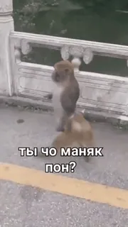 🐒 ты чо маняк пон? 猿, 動物, 質問, ロシア語, フレーズ whatsapp sticker