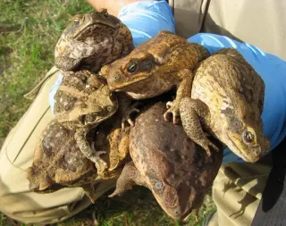 👨‍👩‍👧‍👦 crapaud, amphibien, faune, animaux, grenouille, bufo whatsapp sticker