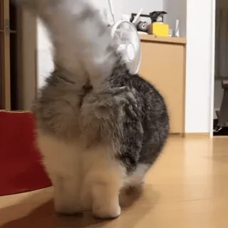 🍑 猫, ファン, 動物, 可愛い, ふわふわ, ペット whatsapp sticker