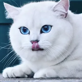 😋 gato, gato branco, olhos azuis, fofo, animal, animal de estimação telegram sticker