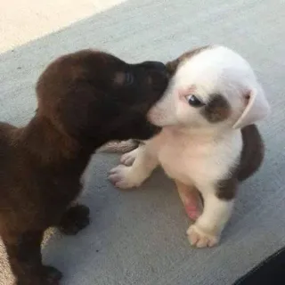 🥺 anak anjing, anjing, hewan, imut, kasih sayang, hewan peliharaan telegram sticker