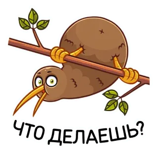 ❓ ЧТО ДЕЛАЕШЬ? киви, птица, ветка, вопрос, что делаешь, русский telegram sticker