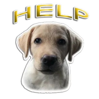🥺 HELP dog, puppy, labrador, help, animal, cute telegram sticker