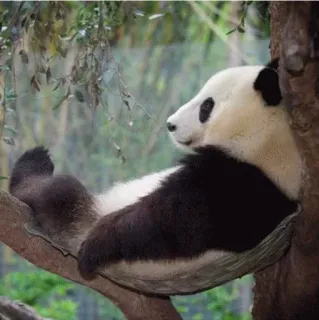 🤩 Panda, Animal, Urso, Natureza, Vida Selvagem, Árvore telegram sticker